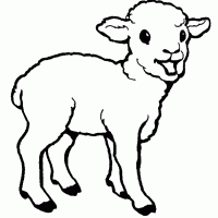 Schaap