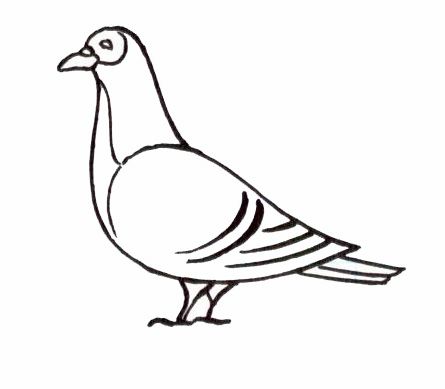 Coloriage Pigeon