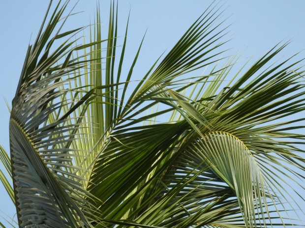 Palm