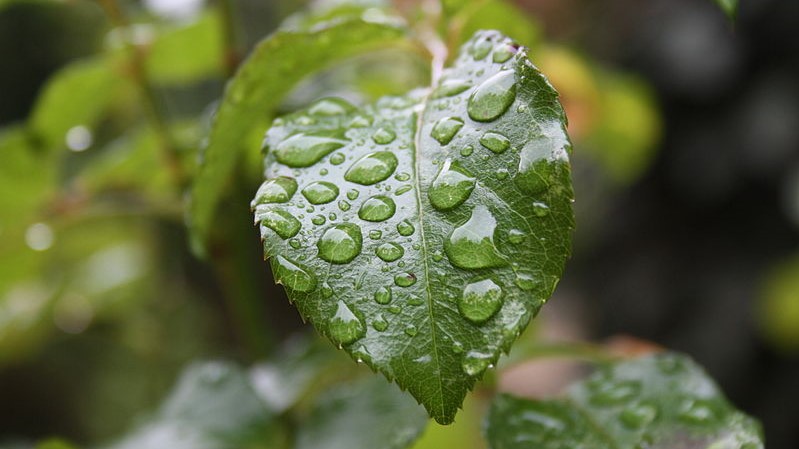 800px Gouttes De Pluie Sur Une Feuille