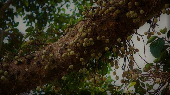 Figtree Fruits