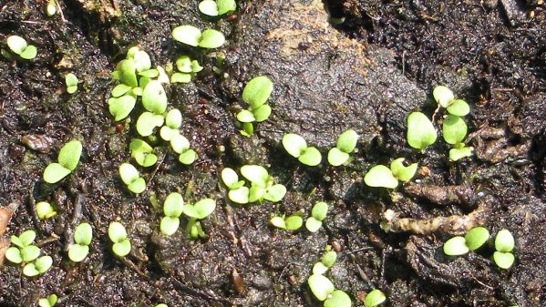 Teunisbloem