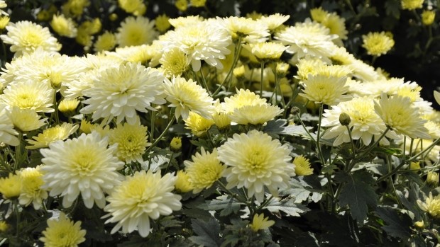 2 Chrysanten