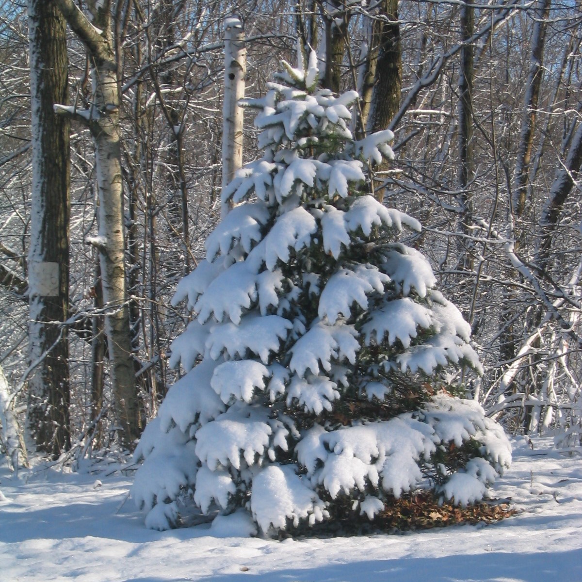 Kerstboom