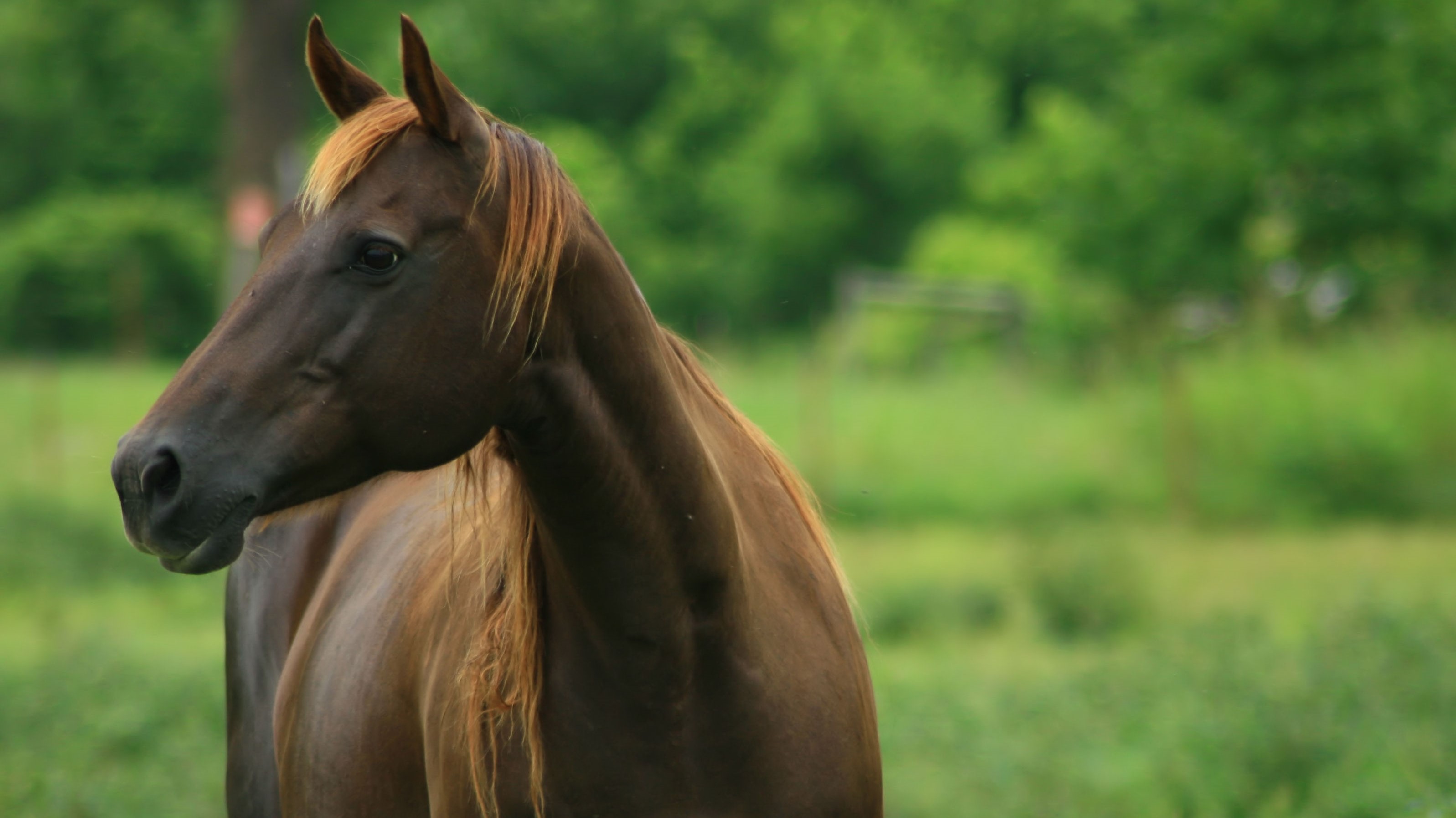 Paard