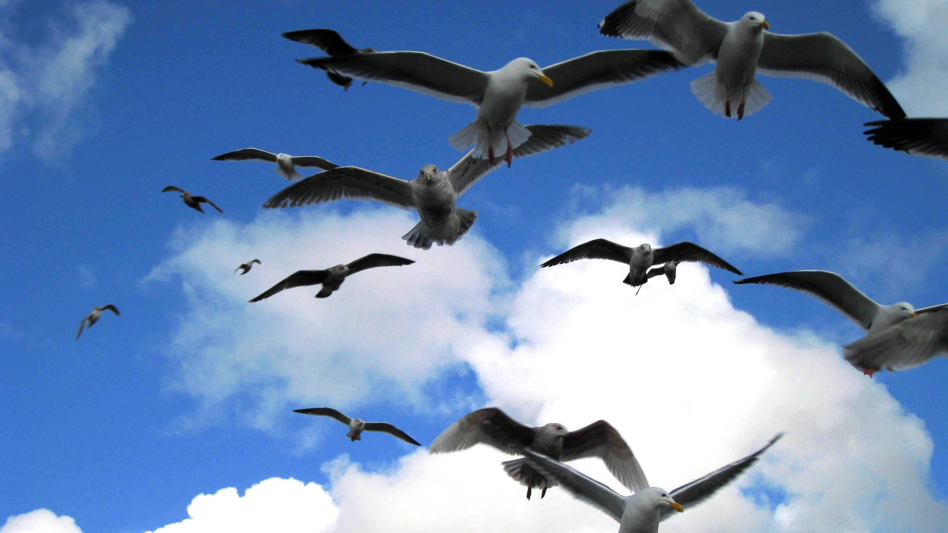 Vlucht Vogels