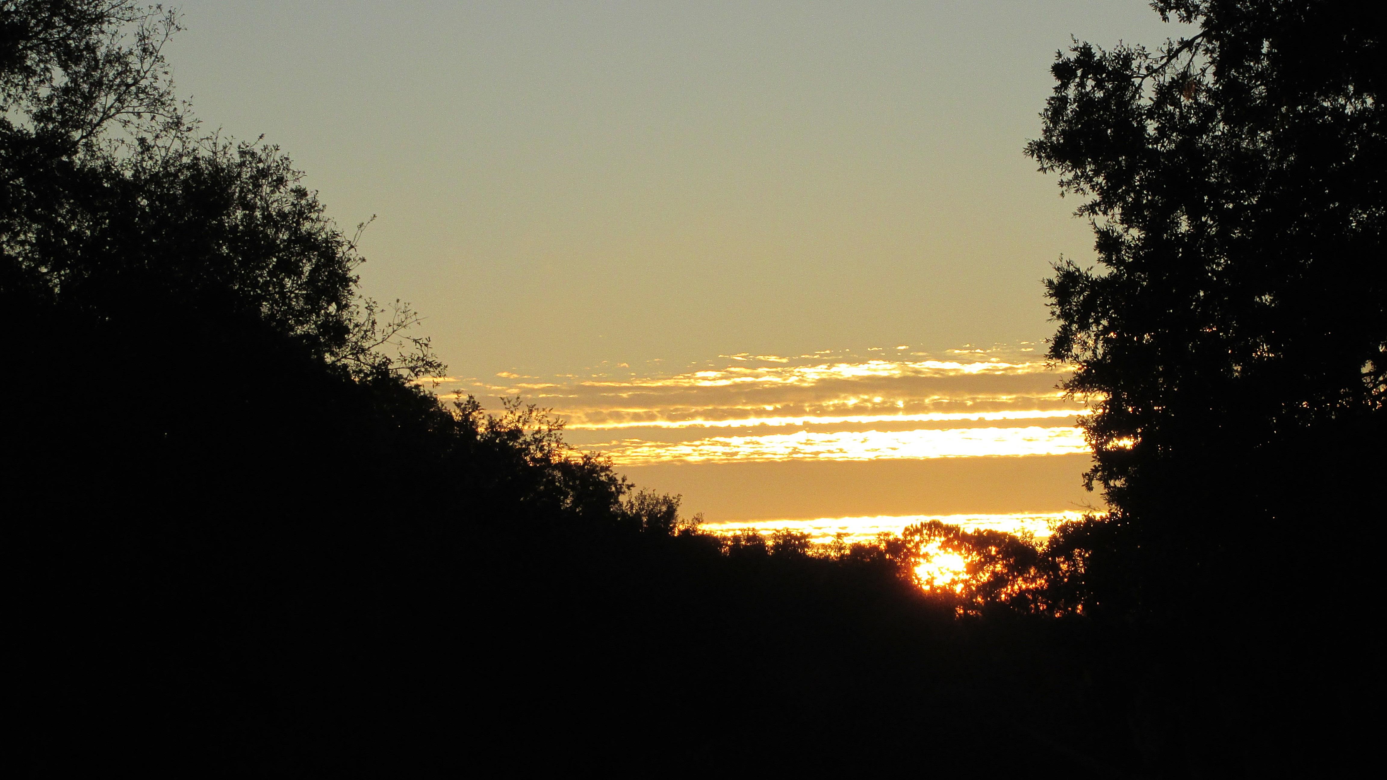 2 Sun Caught In Trees