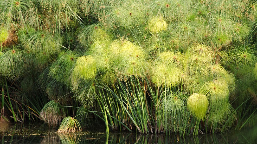 Cyperus Papyrus
