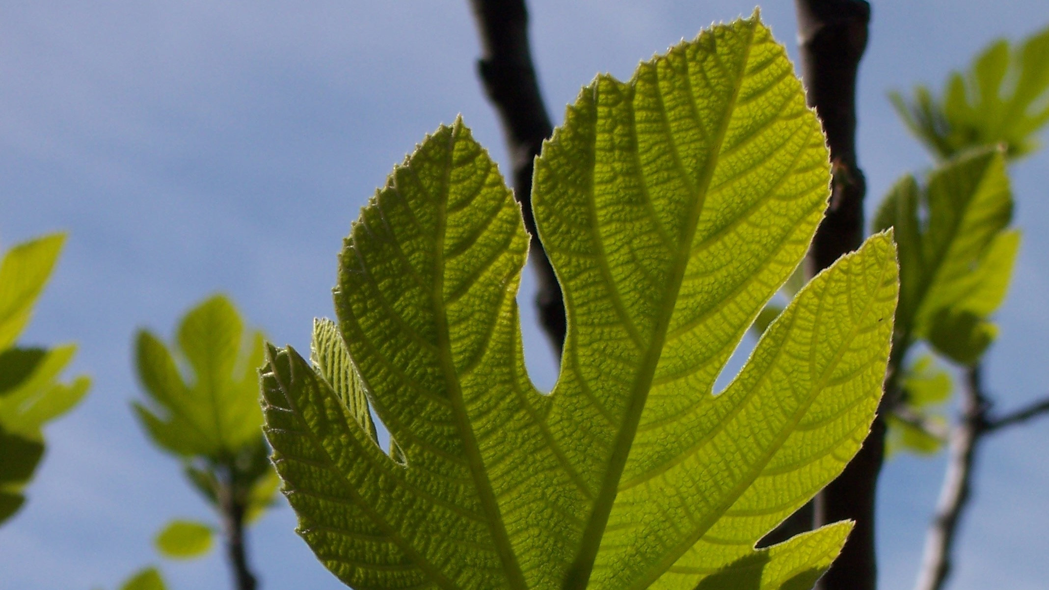 Fig Tree