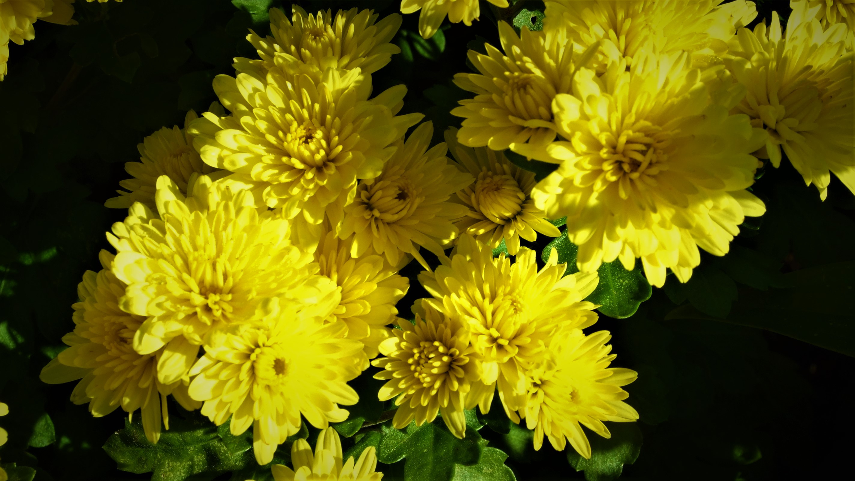 2 Chrysanthemum