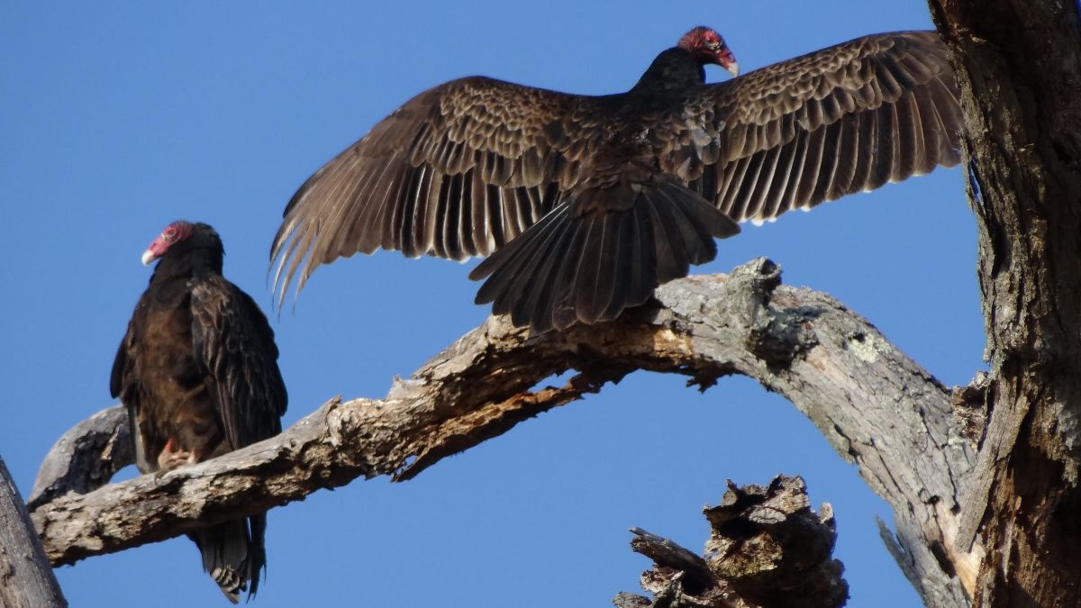 2 Roofvogels