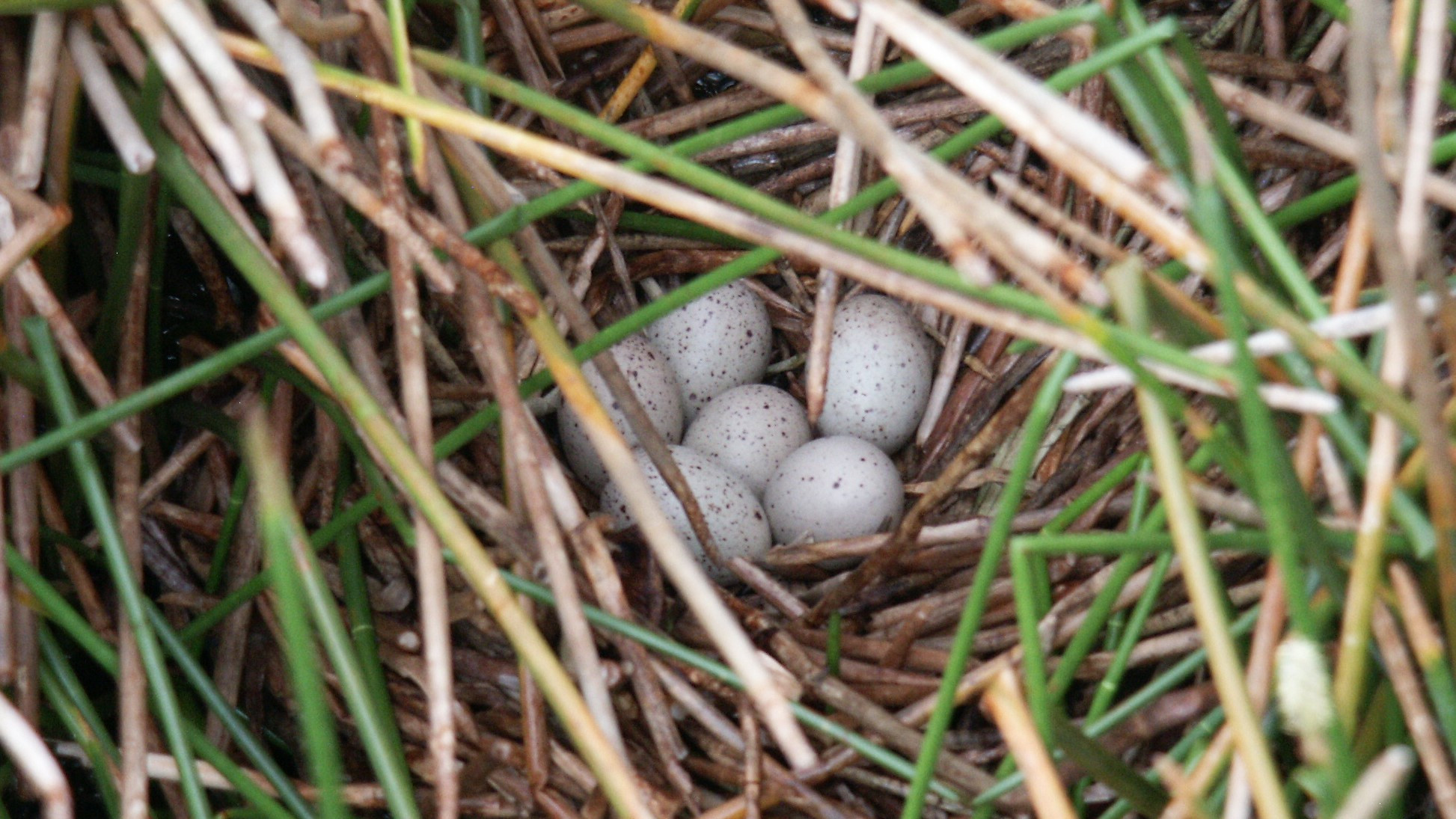 2  Nest Eieren