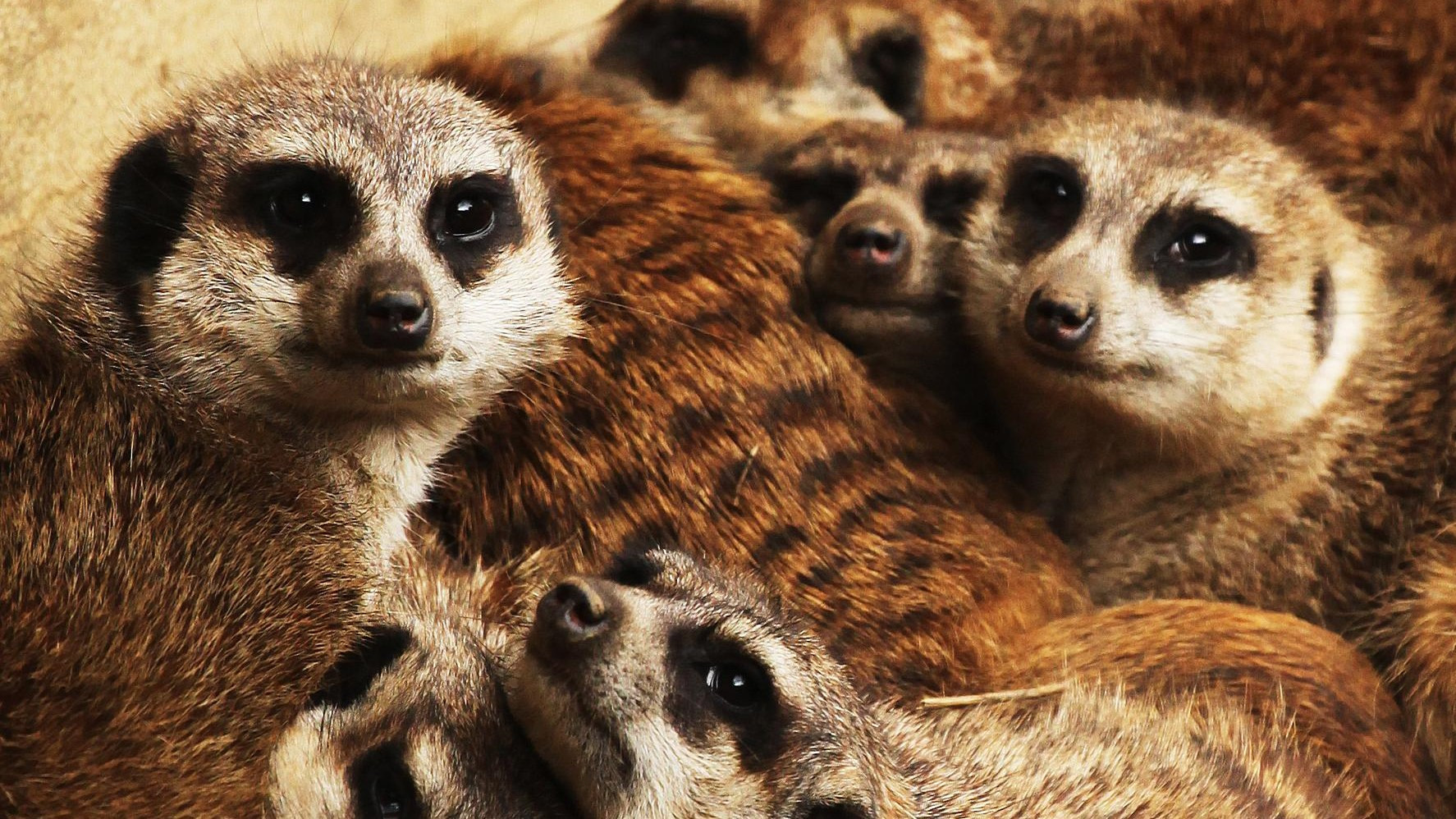 2 Meerkat Family