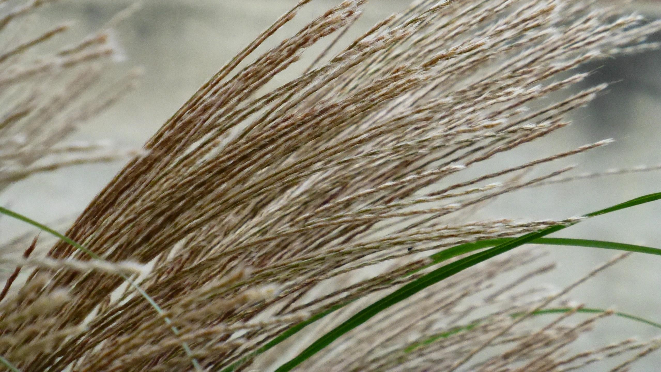 2 Wind