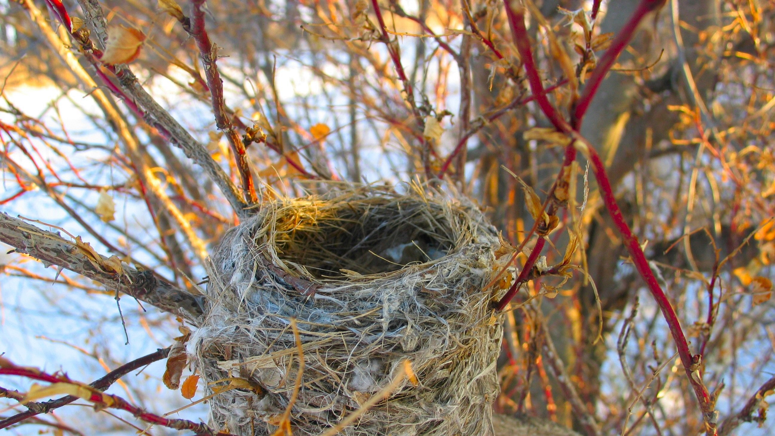 2 Nest