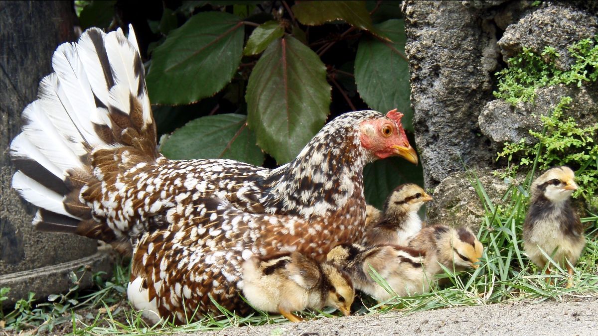 2 Hen Met Kuikens