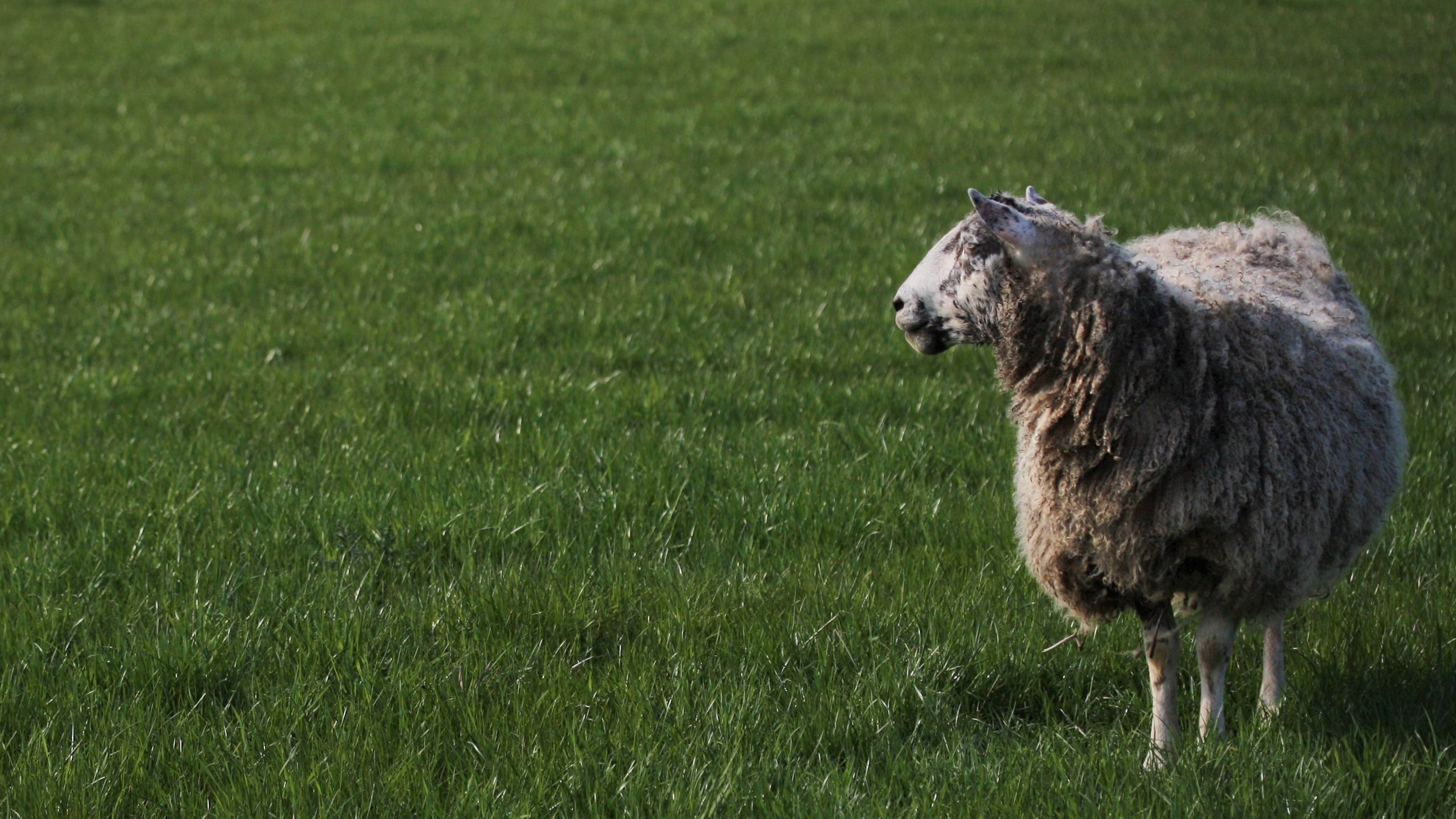 2 Schaap