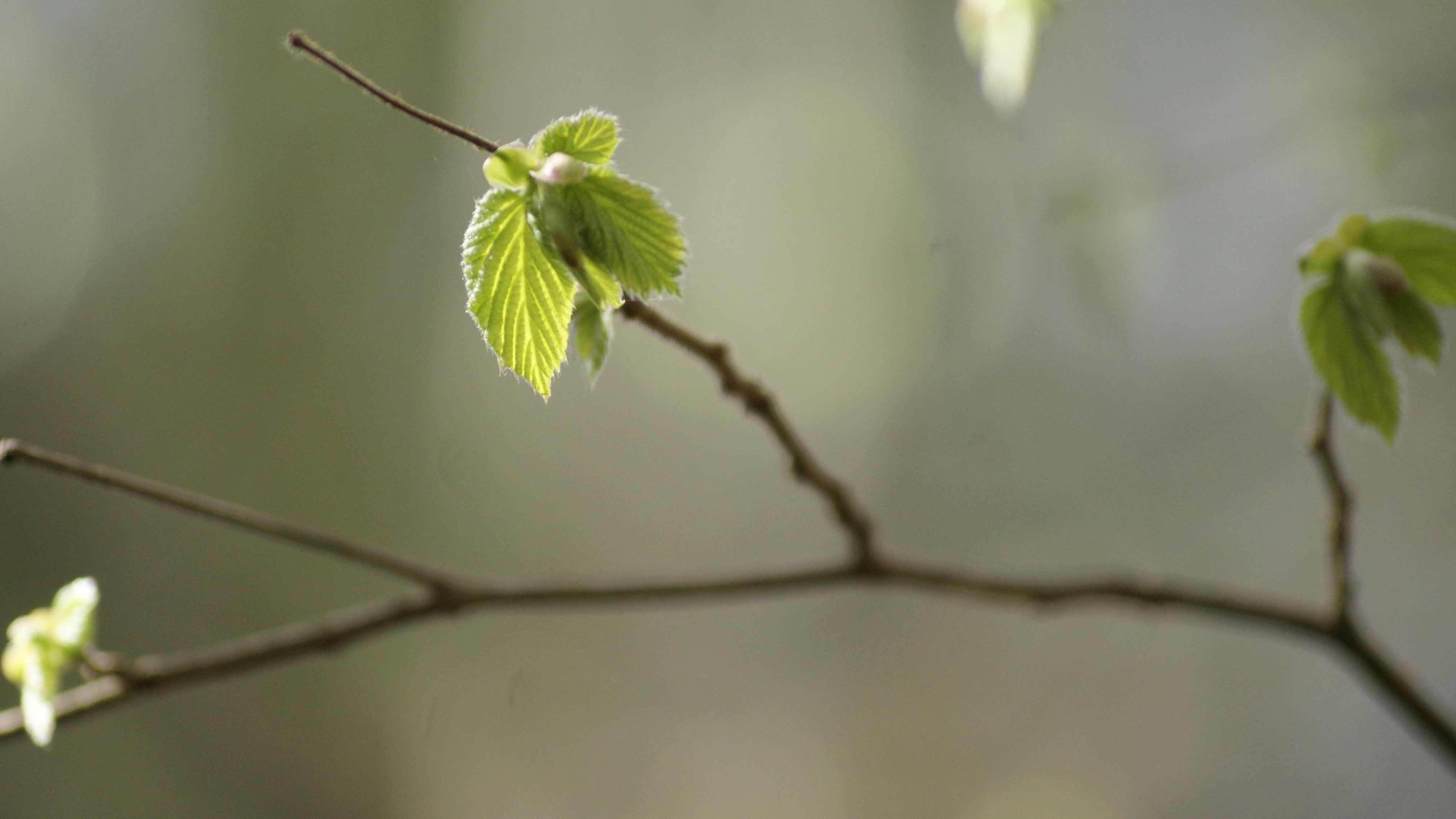 2 Jong Groen