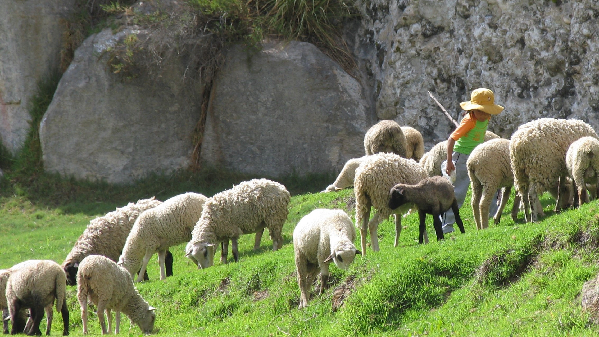 2 Schapen