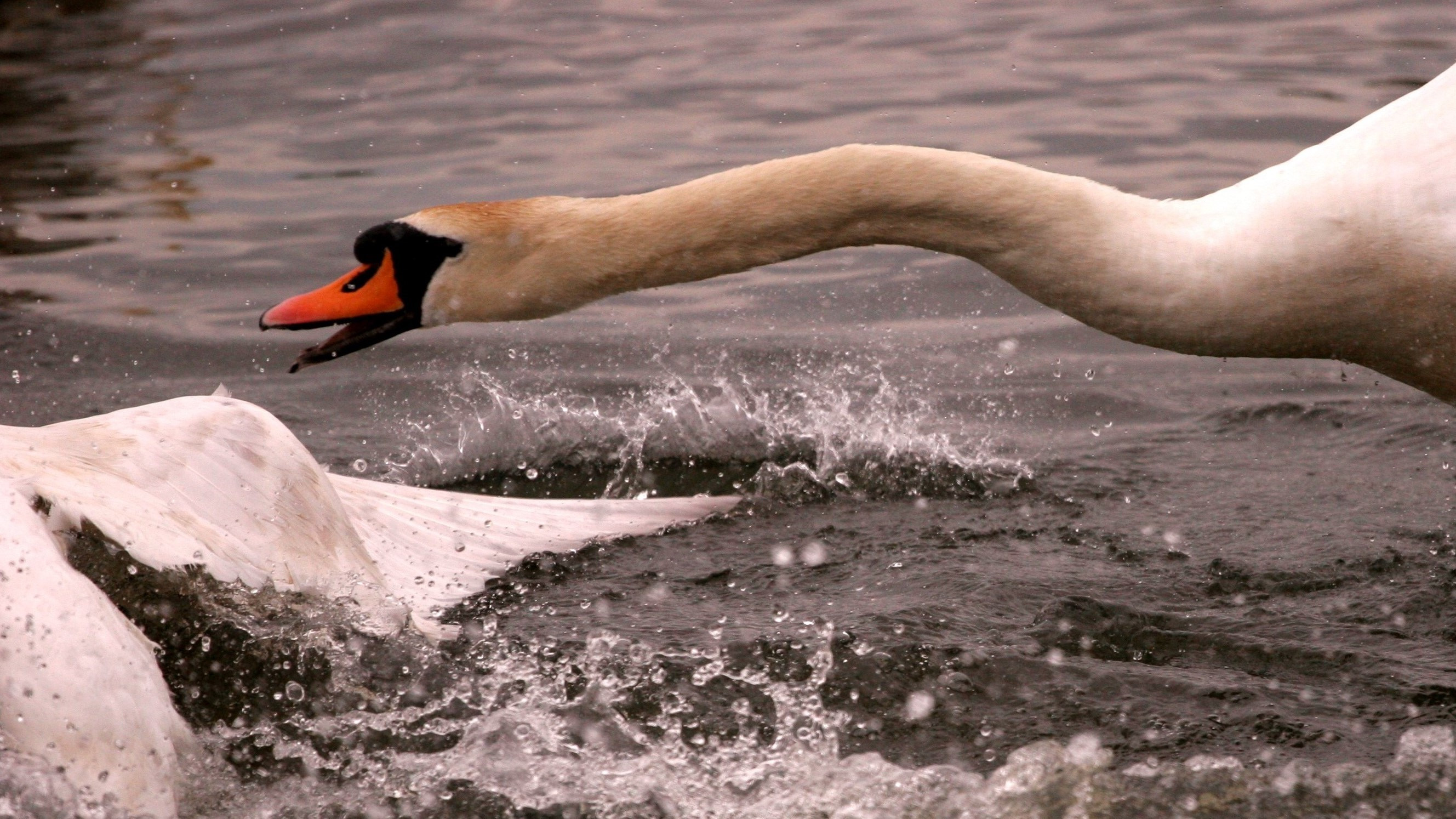 2 Gevecht