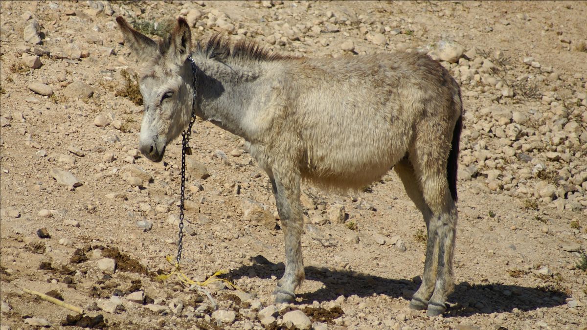 2 CLeterme Israël2012 438