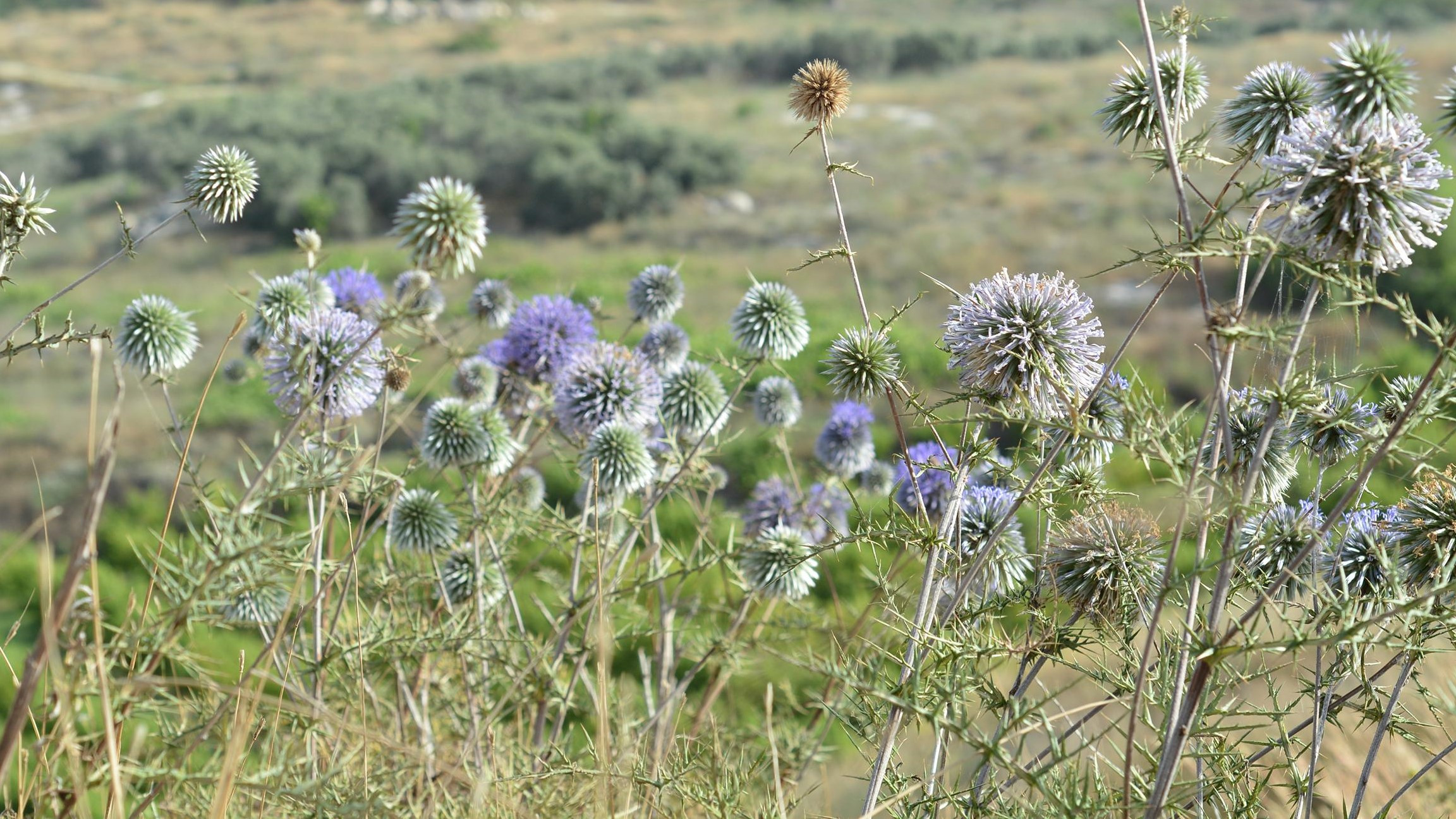 2 Israël