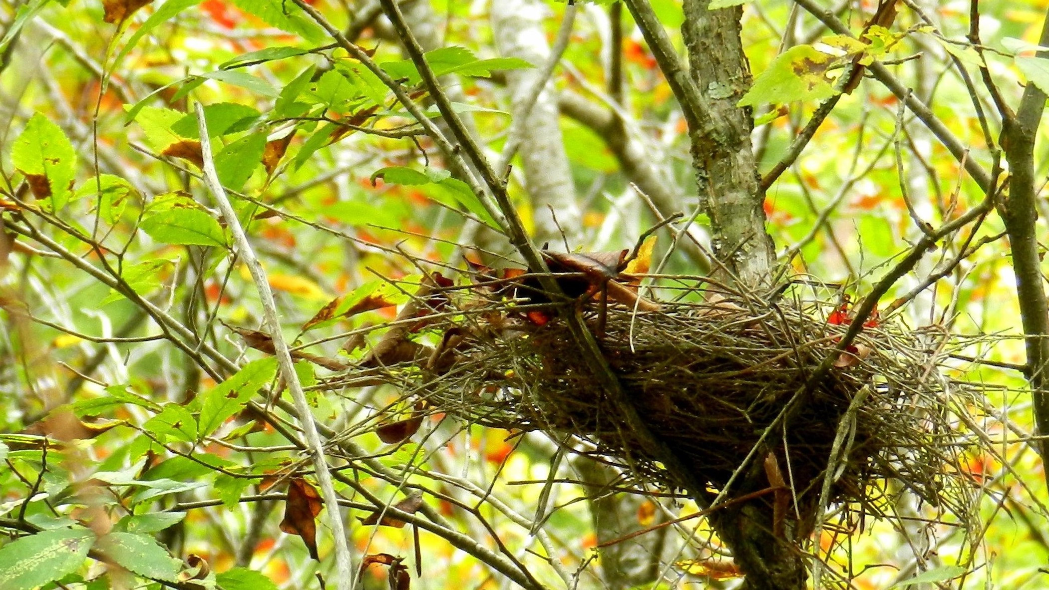 2 Nest
