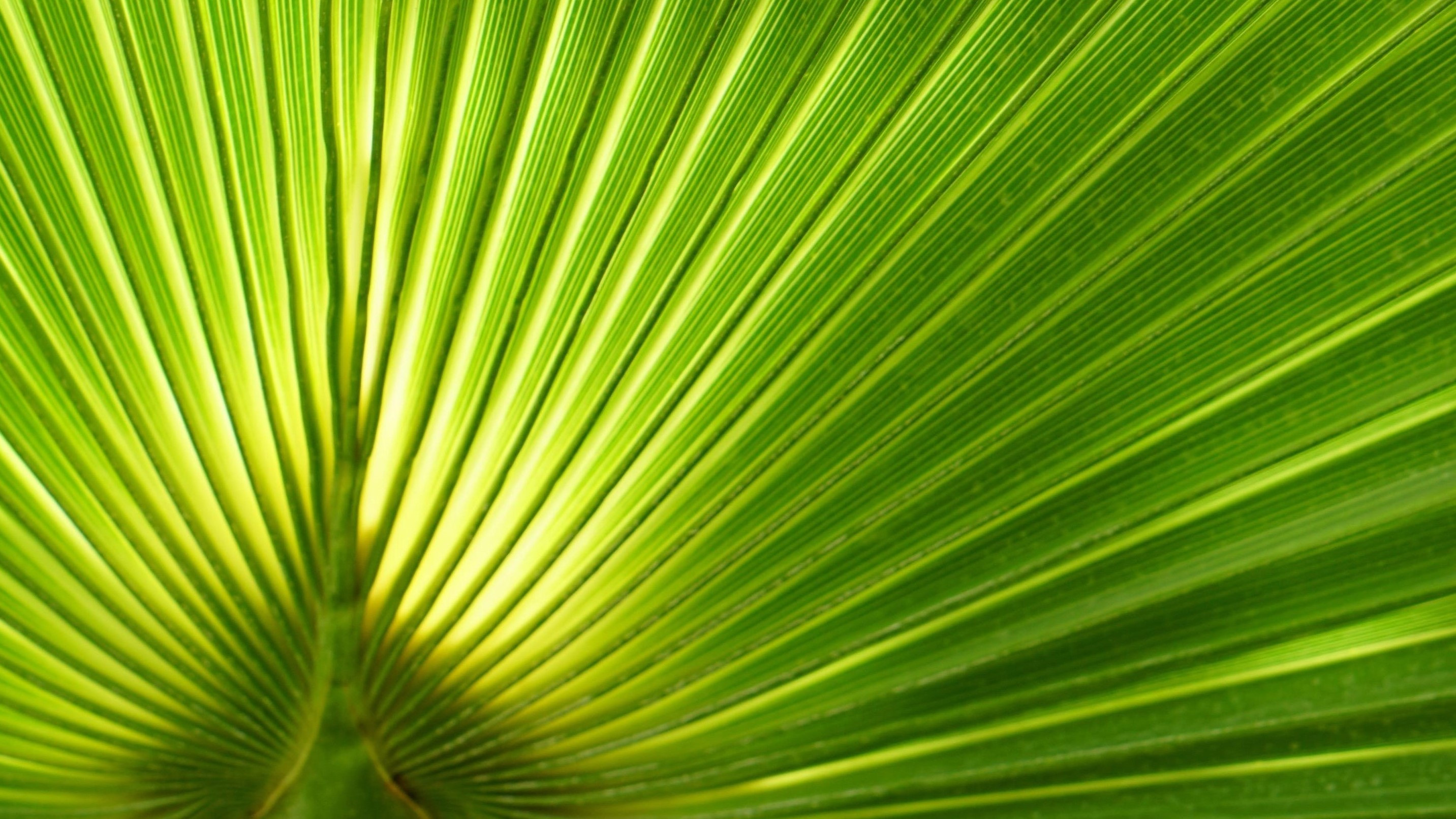 2 Palm