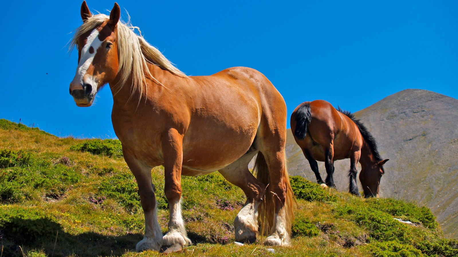 2 Paarden In De Weide