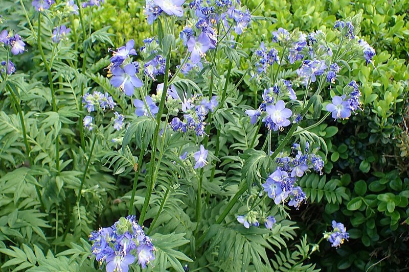 Polemonium Caeruleum