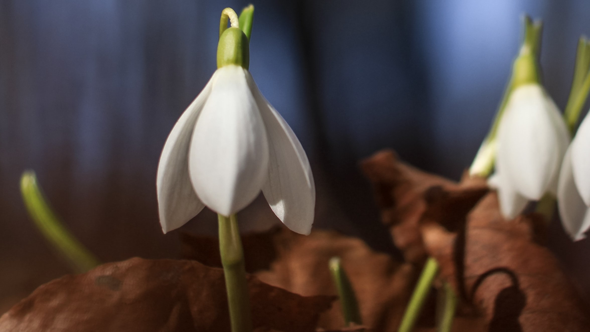 Valentin Salja 5Pcugsjr5Dw Unsplash