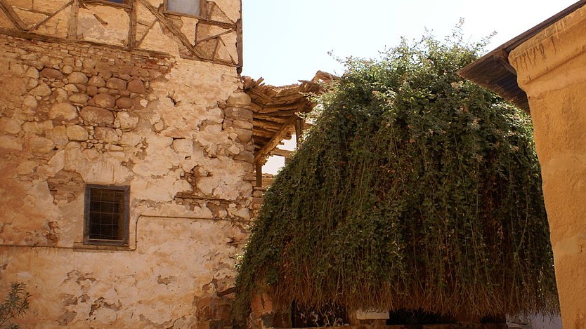 Burning Bush Saint Catherine Monastery Wikimedia