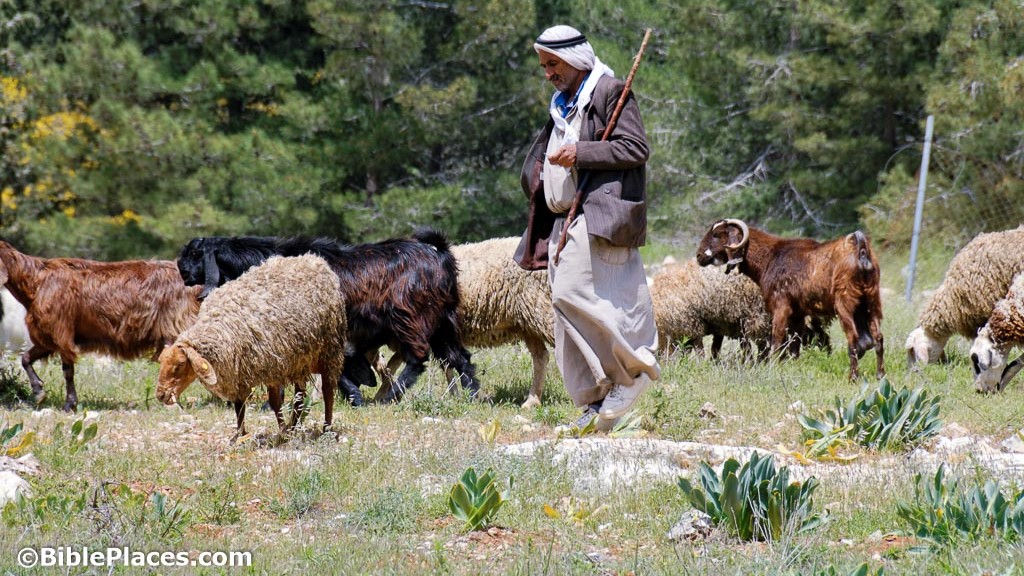 2 Shepherd Near Har Homa, Cd090417141 Bibleplaces