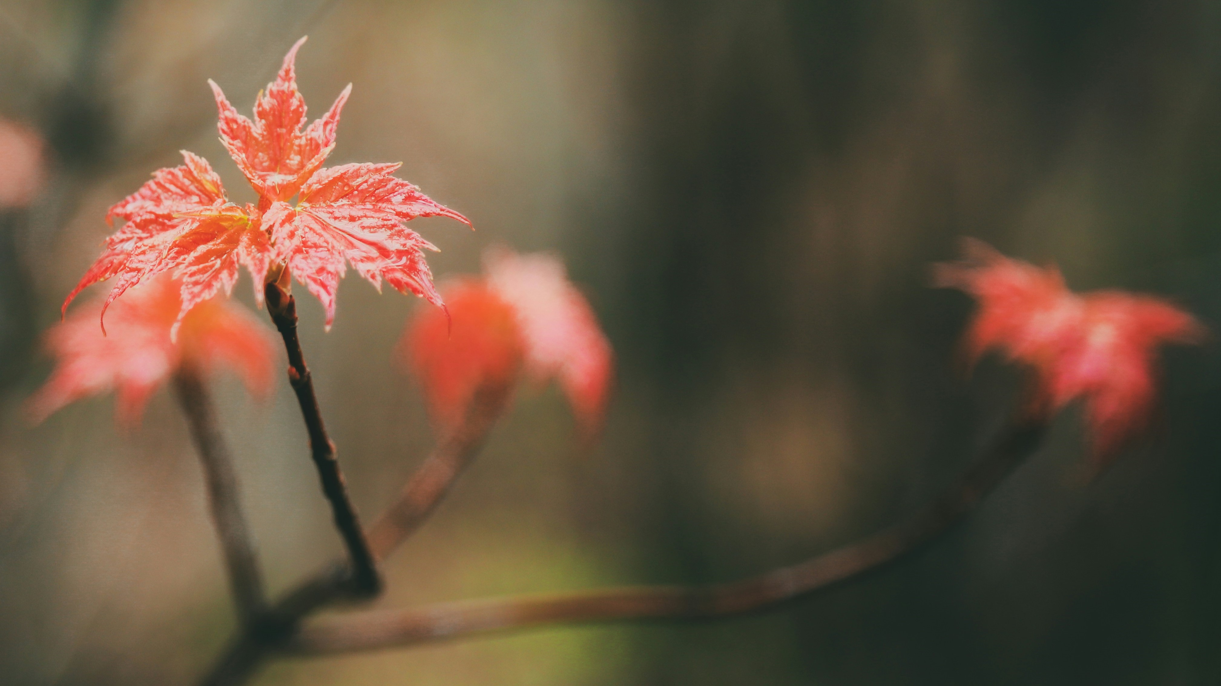 3 Harjinder Cheema PwhJqWbvD7M Unsplash