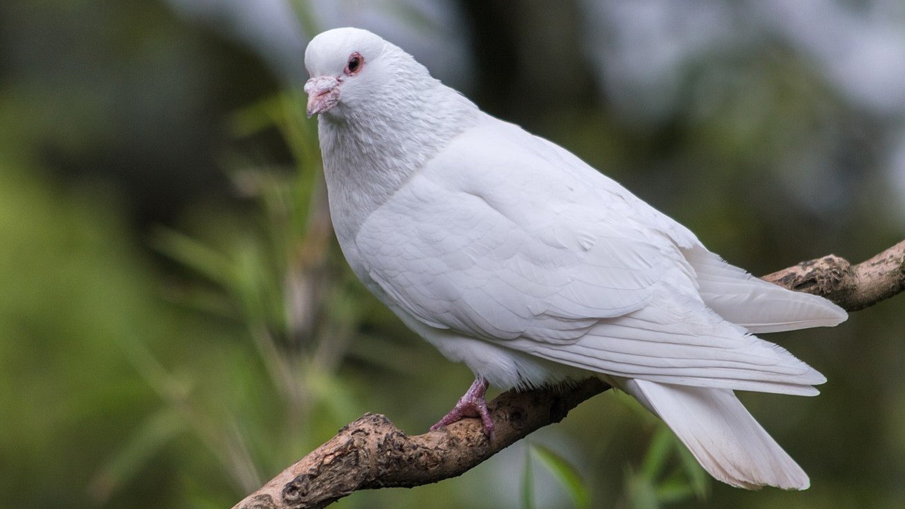 Wikimedia 1600px White Dove (34398970050)