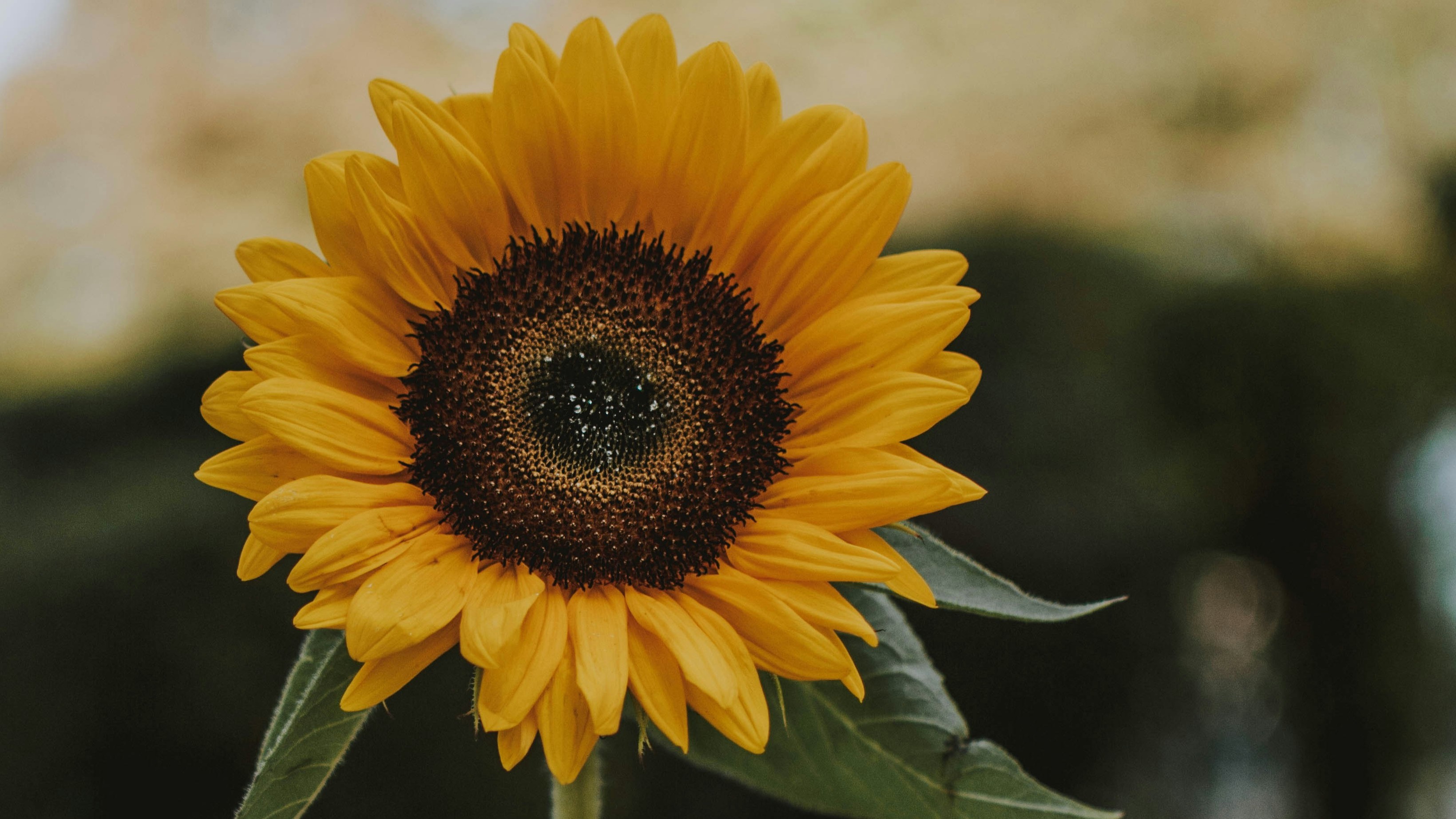 Lilartsy Na6tH0QLg6Y Unsplash(detail)
